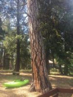 Ponderosa pine Photo: M. Guckian